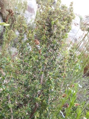 Erica hispidula