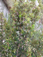 Erica hispidula