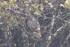 Tetraophasis obscurus