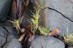 Australian salt-grass