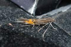 Cosmopterix quadrilineella