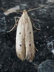 Numata bipunctella