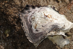 Saccostrea glomerata