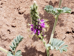 Dalea lanata terminalis