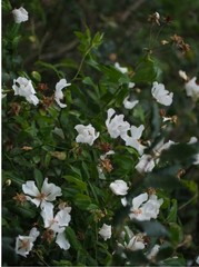 Rosa sempervirens