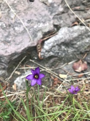 Sisyrinchium scabrum