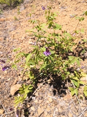 Vicia venosa baicalensis