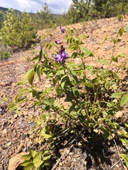 Vicia venosa baicalensis