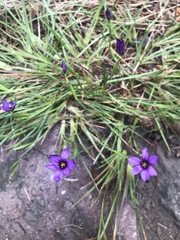 Sisyrinchium scabrum