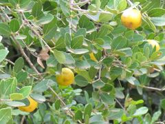 Elaeodendron zeyheri