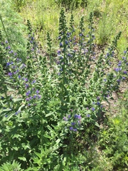 Echium vulgare