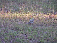 Platycercus eximius x adscitus