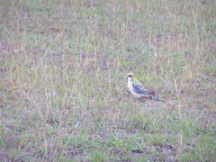 Platycercus eximius x adscitus