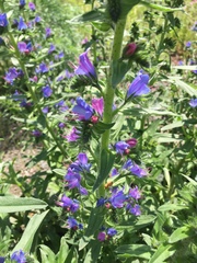 Echium vulgare