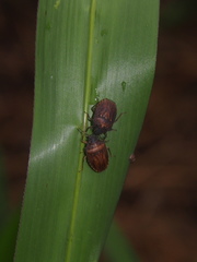 Storthecoris nigriceps