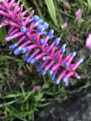 Aechmea gamosepala