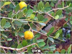 Elaeodendron zeyheri