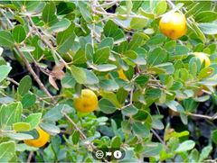 Elaeodendron zeyheri