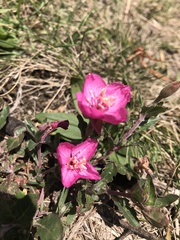 Oenothera deserticola
