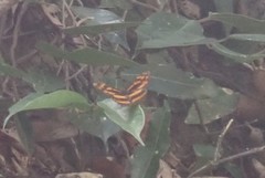 Symbrenthia lilaea formosanus