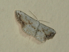 Scopula innocens