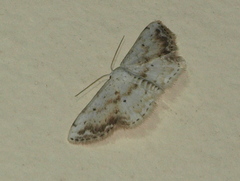 Scopula innocens