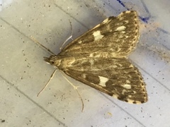 Udea olivalis