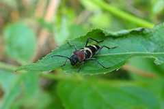 Xylotrechus rufilius