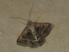Acantholipes trajecta