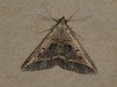 Acantholipes trajecta