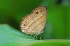 Mycalesis anapita