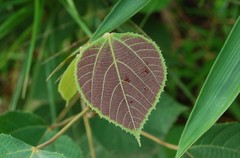 Macaranga trichocarpa