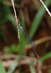Pseudagrion perfuscatum