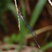 Pseudagrion perfuscatum - Photo (c) John Howes,  זכויות יוצרים חלקיות (CC BY-NC), uploaded by John Howes