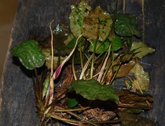 Cryptocoryne