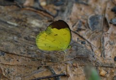 Eurema sari