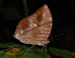 Zeuxidia amethystus