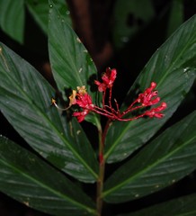 Globba atrosanguinea
