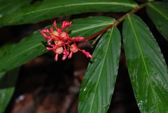 Globba atrosanguinea