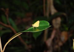 Cupitha purreea