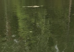 Leucorrhinia caudalis