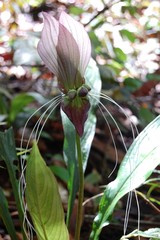 Tacca integrifolia
