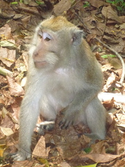 Macaca fascicularis