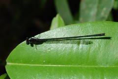 Pseudagrion perfuscatum