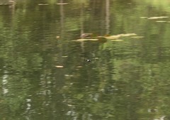 Leucorrhinia caudalis