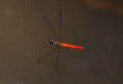 Libellago aurantiaca