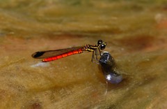 Libellago aurantiaca