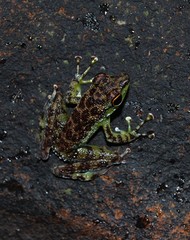 Staurois guttatus