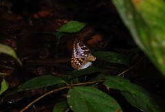 Lexias canescens
