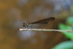 Heliocypha biseriata